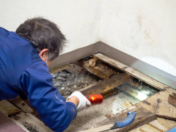 Best Residential Mold Remediation in Hawthorne, CA