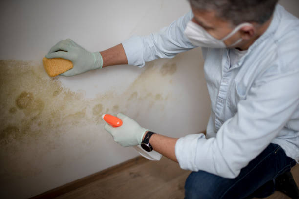 Best Post-Flood Mold Remediation in Hawthorne, CA