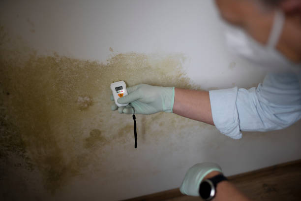 Best Insurance-Related Mold Remediation in Hawthorne, CA