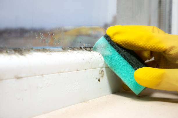 Best Attic Mold Remediation in Hawthorne, CA