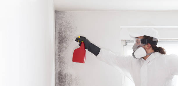 Best Black Mold Remediation in Hawthorne, CA