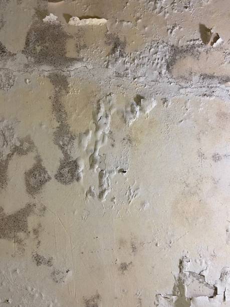 Best Residential Mold Remediation in Hawthorne, CA